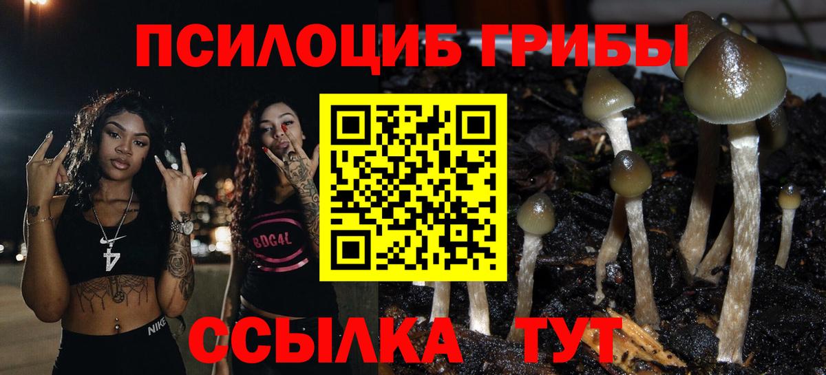 Менделеевск  Галлюциногенные грибы прущие грибы  Вход с VPN  Псилоцибиновые грибы GOLDEN TEACHER 